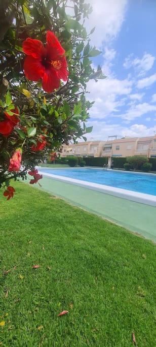 Bungalow Avec Piscine Torrevieja Kültér fotó